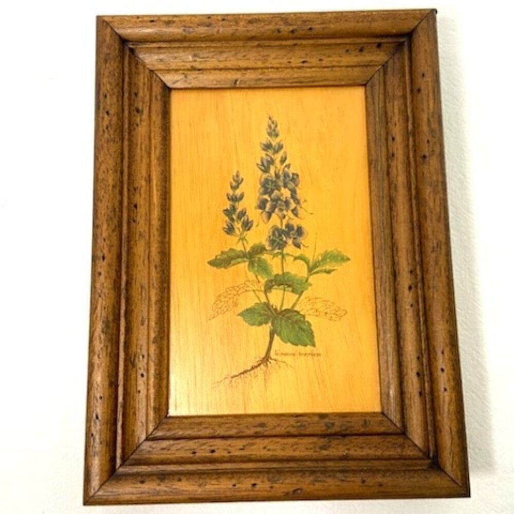 Vtg Flower Art on Board Veronica Teocrium Crater Lake Blue Saw-Leaved‎ Speedwell